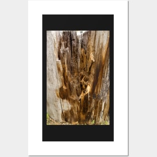 Wood texture of rotten tree trunk, close-up, texture, background Posters and Art